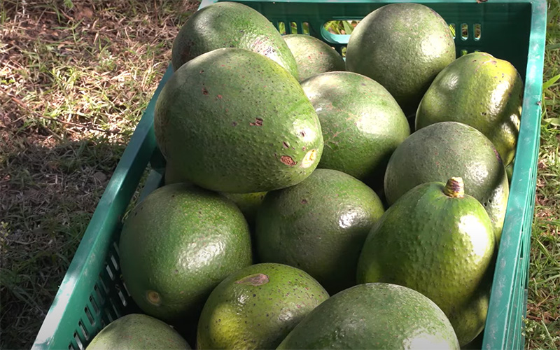 Como podar o abacateiro e ter 2 safras em 1 ano TV Sítio