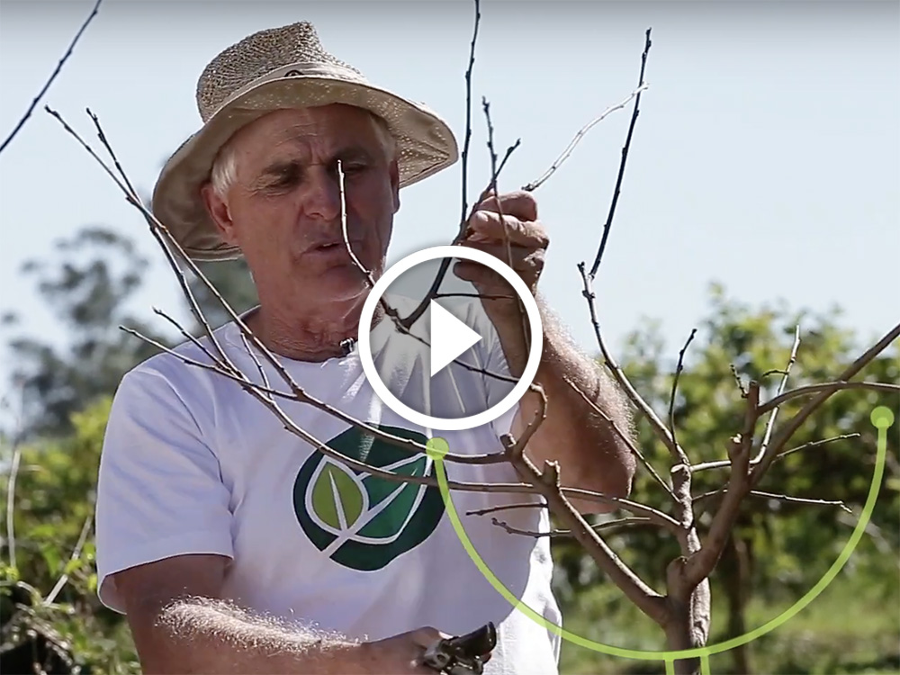 Poda de condução do pé de caqui TV Sítio Poda de condução do pé de caqui TV Sítio